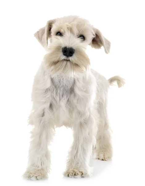 Cachorro branco miniatura schnauzer — Fotografia de Stock