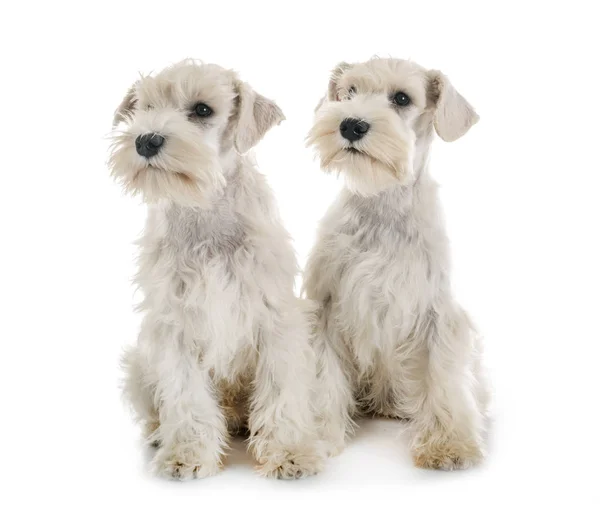 Puppies witte miniatuur Schnauzer — Stockfoto