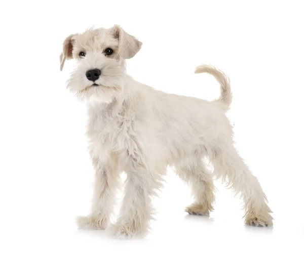 Chiot schnauzer miniature blanc — Photo