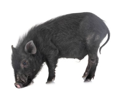 Stüdyo Vietnamlı domuz