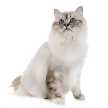 Birman yavru kedi Studio