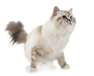 Birman yavru kedi Studio