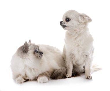 Birman yavru kedi ve chihuahua