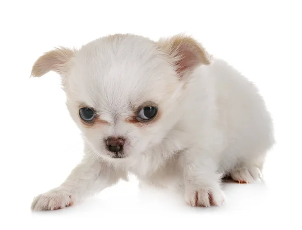 Chihuahua cachorro en estudio — Foto de Stock