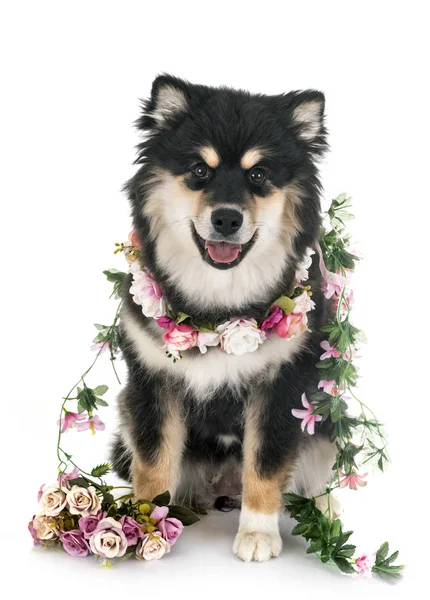 Fiński Lapphund w studio — Zdjęcie stockowe