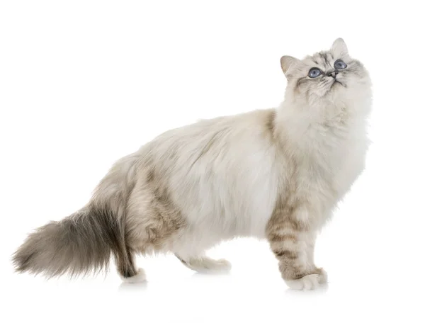 스튜디오에서 birman 고양이 — 스톡 사진