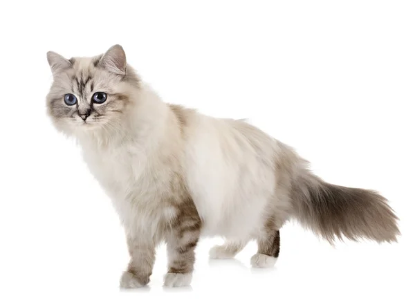 스튜디오에서 birman 고양이 — 스톡 사진