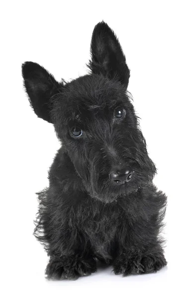 Cachorro escocês terrier — Fotografia de Stock