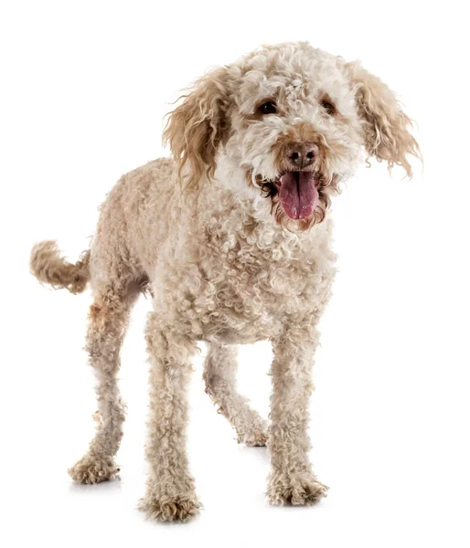 Lagotto romagnolo em estúdio — Fotografia de Stock