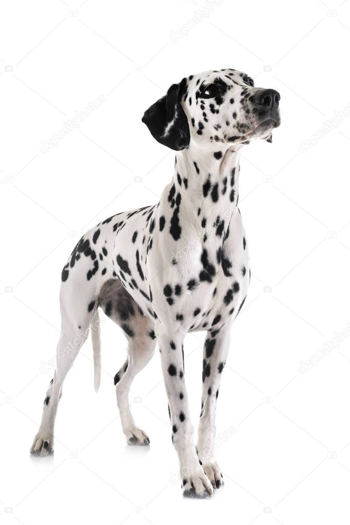 dalmatian in studio