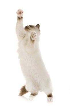 Birman yavru kedi Studio