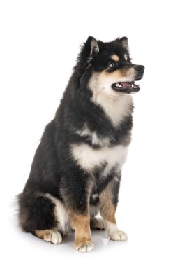 Fin Lapphund Studio