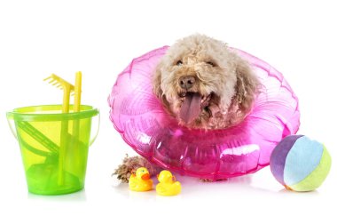 lagotto romagnolo in studio