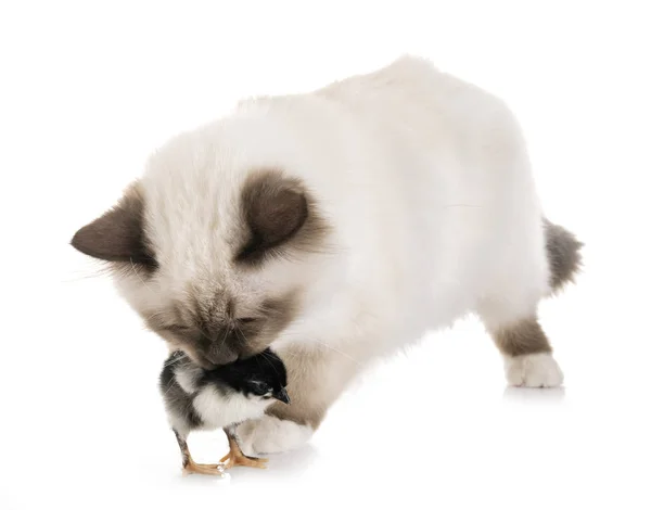 Birman gattino e pulcino — Foto Stock