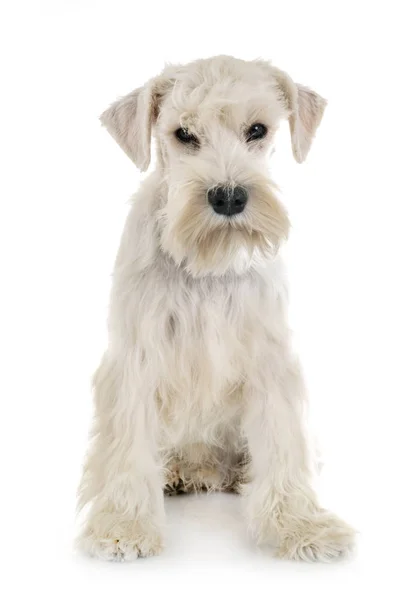 子犬ホワイトミニチュアシュナウザー — ストック写真