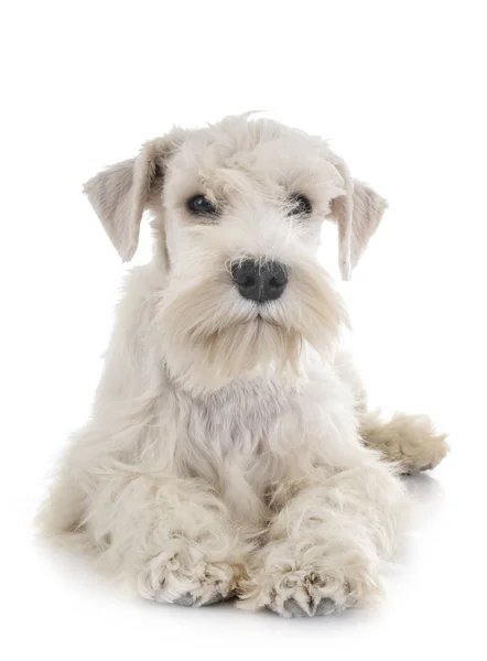 Valp vit miniatyr Schnauzer — Stockfoto