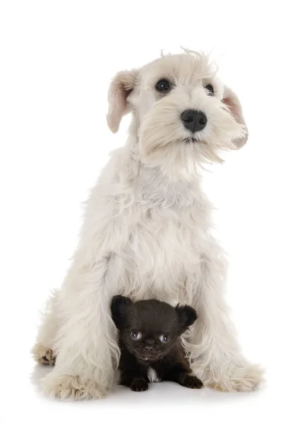 Witte miniatuur Schnauzer en Chihuahua — Stockfoto