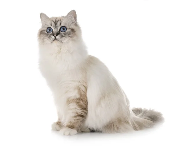 스튜디오에서 birman 고양이 — 스톡 사진