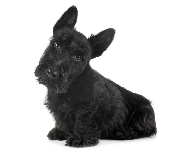 Puppy scottish terrier — Stock Photo, Image