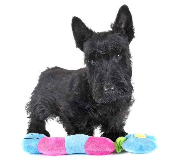 Chiot écossais terrier — Photo