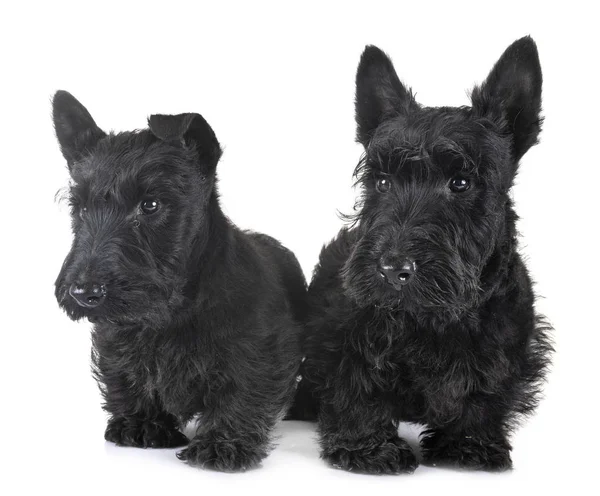 Chiots écossais terrier — Photo