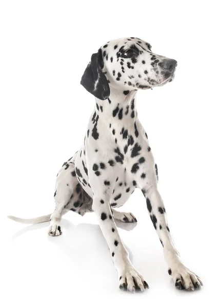 Dalmatian em estúdio — Fotografia de Stock