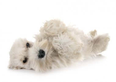 Yavru beyaz minyatür Schnauzer