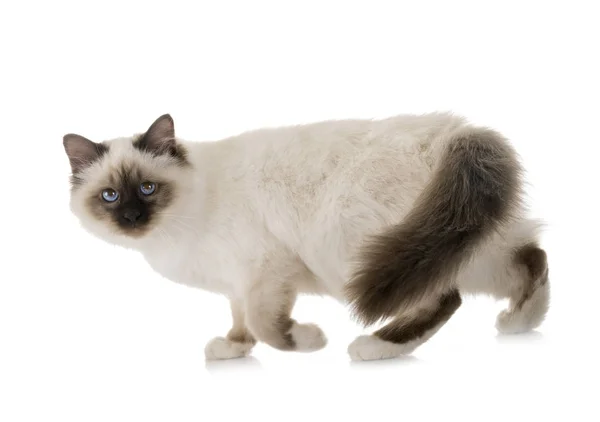 Birman kitten в студии — стоковое фото