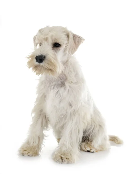 Puppy white miniature schnauzer — Stock Photo, Image