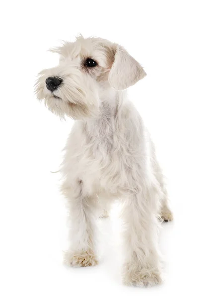 Chiot schnauzer miniature blanc — Photo