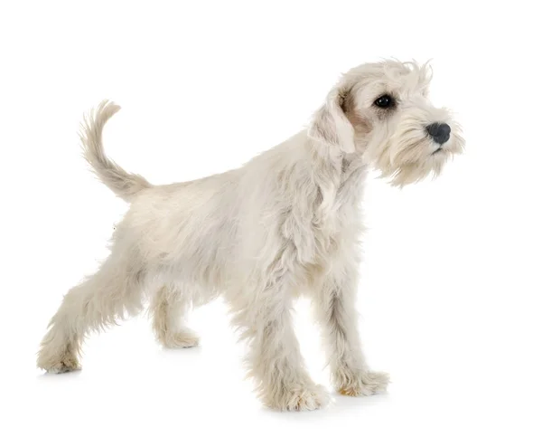 子犬ホワイトミニチュアシュナウザー — ストック写真