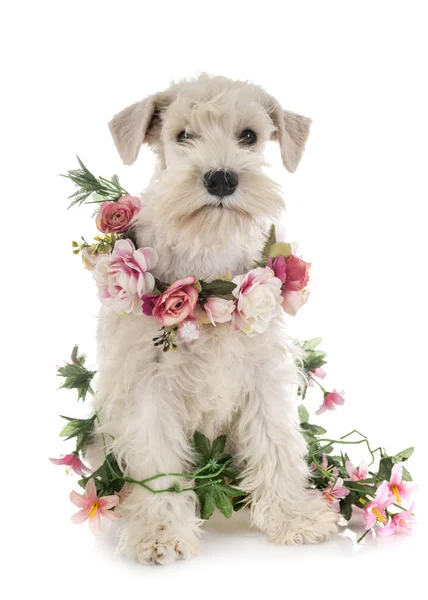 Cachorro branco miniatura schnauzer — Fotografia de Stock