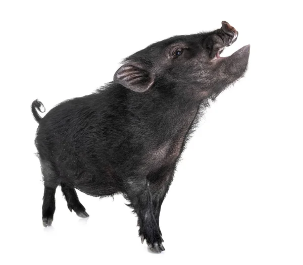 Vietnamese pig in studio — Stock Photo, Image