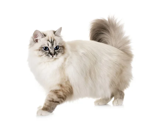 Birman kitten in studio — Stock Photo, Image