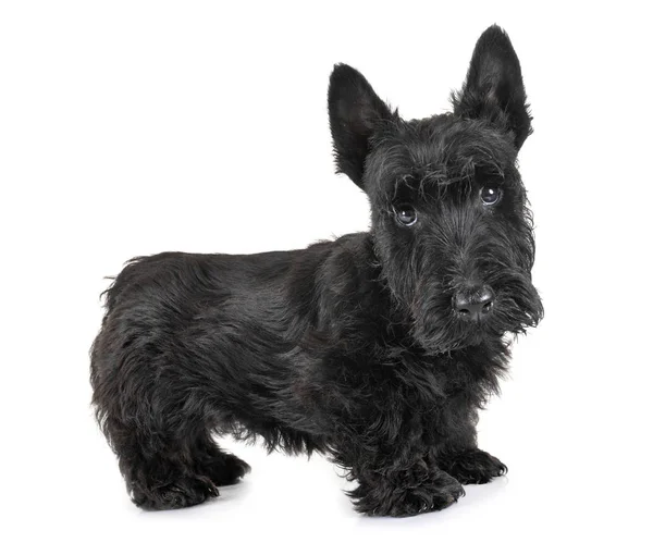 Puppy scottish terrier — Stock Photo, Image