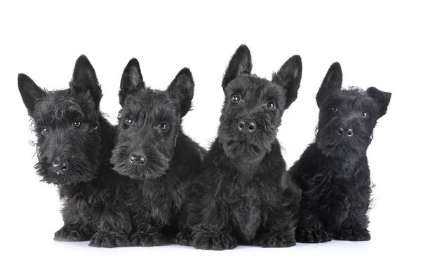 Puppies Schotse Terriër — Stockfoto