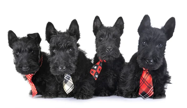 Puppies scottish terrier — Stock Photo, Image