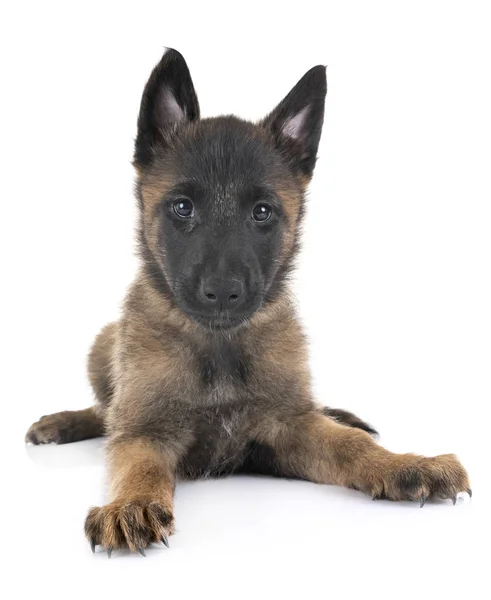 Welpe malinois im Studio — Stockfoto