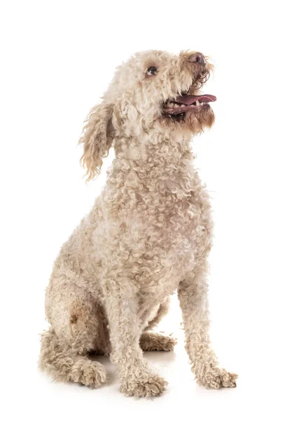 Lagotto romagnolo em estúdio — Fotografia de Stock