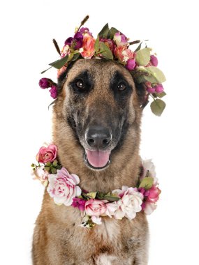 Belçika çoban malinois