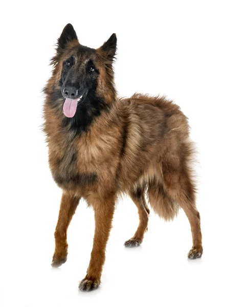 Belgian shepherd tervueren — Stock Photo, Image