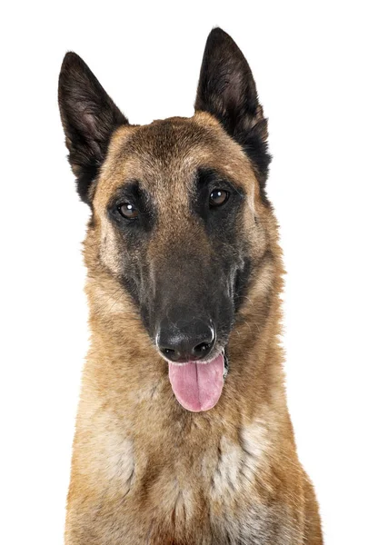 Belgischer Schäferhund malinois — Stockfoto