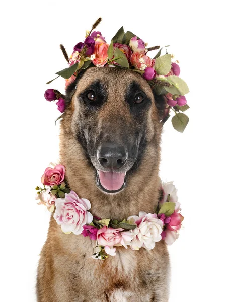 Belçika çoban malinois