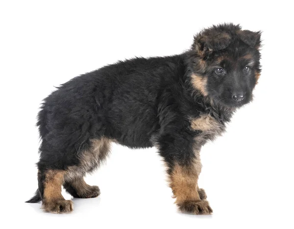 Cachorro pastor alemão — Fotografia de Stock