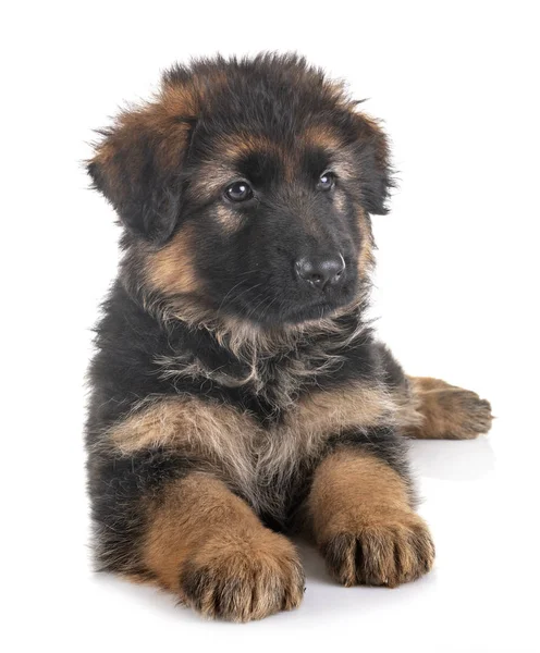 Puppy german shepherd — Stock Photo, Image