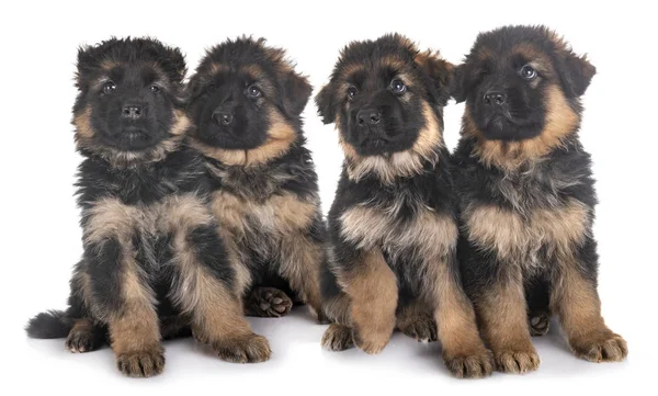 Puppies Duitse herder — Stockfoto