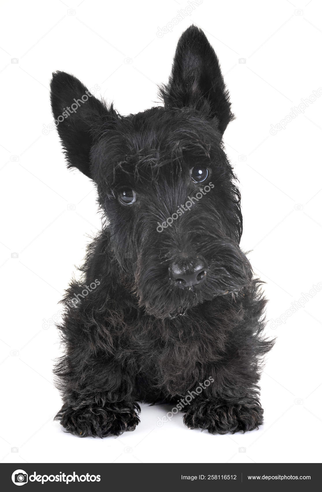 Schnauzer Scotch Terrier Puppy Scottish Terrier Mixed With