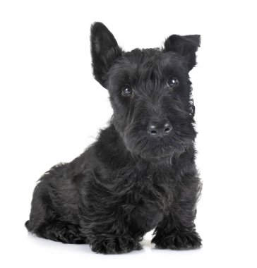 köpek yavrusu İskoç korkunç