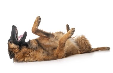 Belçika çoban tervueren