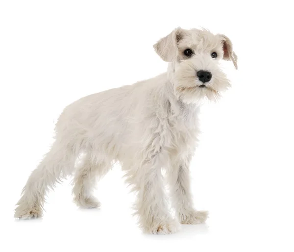 Cachorro blanco miniatura schnauzer —  Fotos de Stock